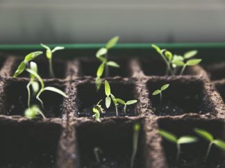 Poster Compagnonnage au Potager — Associations de Plantes A2 - Poster compagnonnage