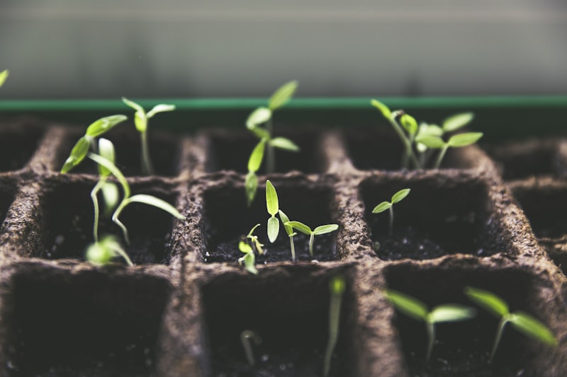 Poster Compagnonnage au Potager — Associations de Plantes A2 - Poster compagnonnage