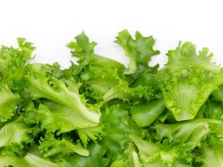 Laitue Merveille des Quatre Saisons