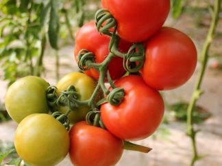 Tomate Green Zebra