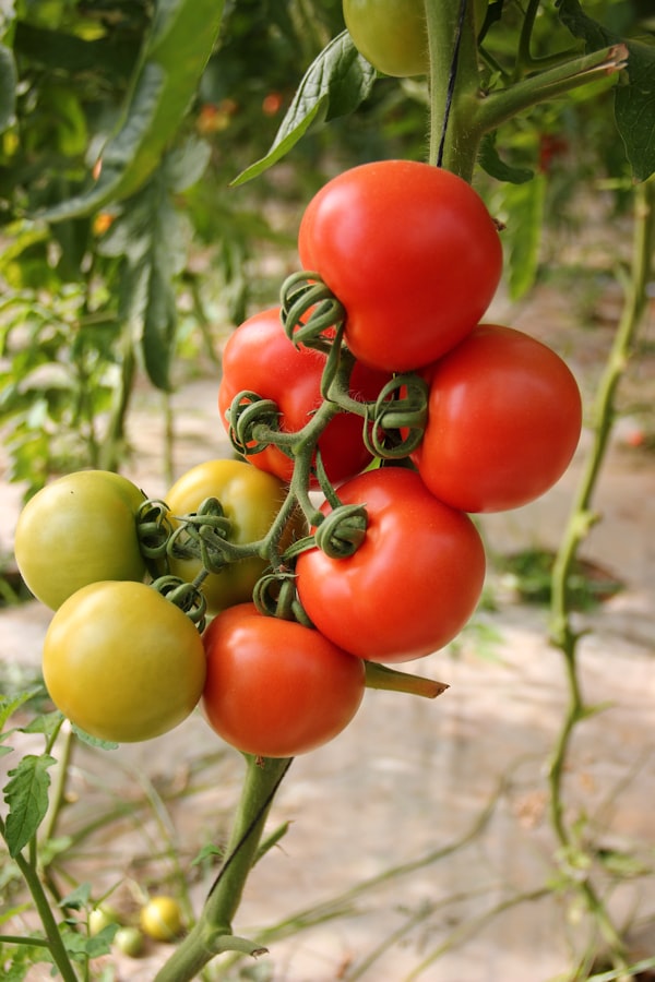 Tomate Green Zebra